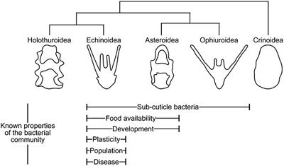 Symbiotic Life of Echinoderm Larvae